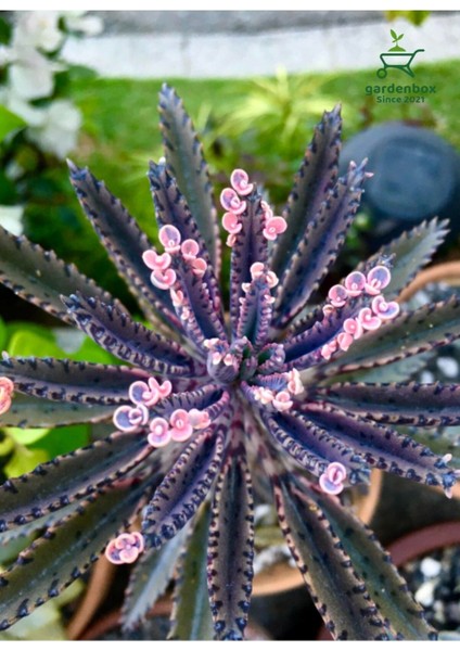 Formlu Pembe Renk Aşkın Gözyaşı Çiçeği 1ADET Saksılı 10-15CM