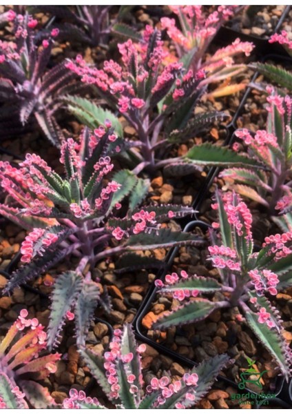 Formlu Pembe Renk Aşkın Gözyaşı Çiçeği 1ADET Saksılı 10-15CM