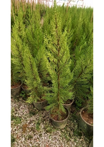 Limoni Servi (Cupressus Macrocarpa Goldcrest) 50-70 cm 5 Adet modelleri