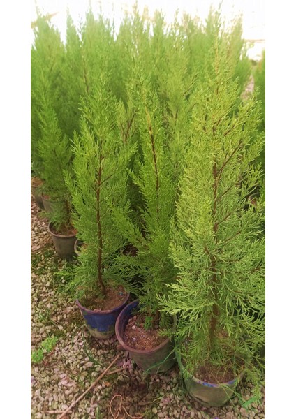 Limoni Servi (Cupressus Macrocarpa Goldcrest) 50-70 cm 5 Adet fırsatları