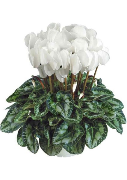 Canlı Sıklamen Çok Büyük Boy Beyaz Cyclamen