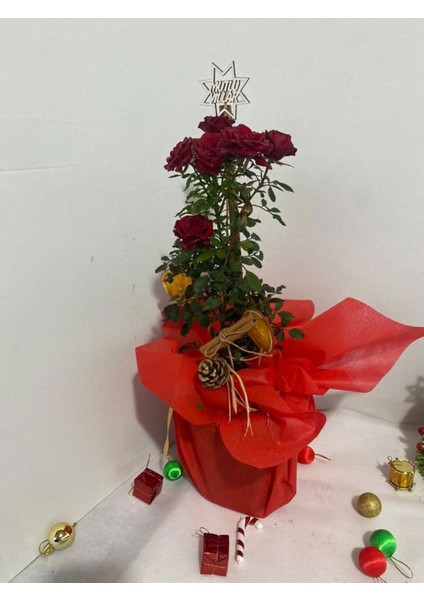 Yılbaşına Özel Süslemi Kırmızı Renk Bodur Gül 30-40CM(KOZALAK-PORTAKAL Dahil)