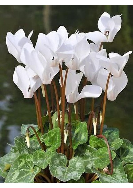 Canlı Saksılı Beyaz Sıklamen Çiçeği Fidanı Hediyelik Bitki fiyatları