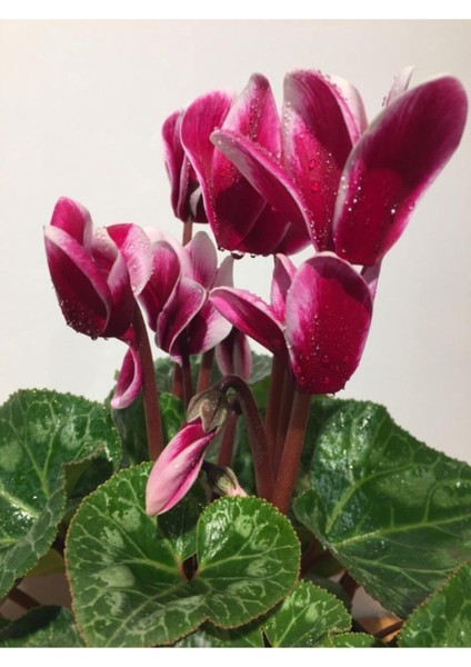 Saksılı ( Ebruli Kırmızılı Beyaz) Siklamen Çiçeği Hediyelik Bitki