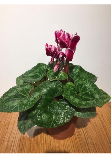 Saksılı ( Ebruli Kırmızılı Beyaz) Siklamen Çiçeği Hediyelik Bitki fiyatları