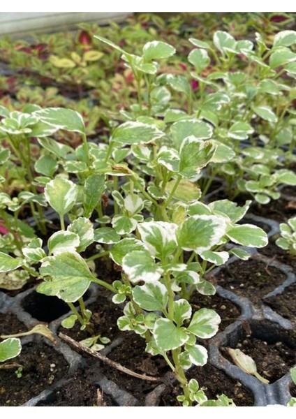 Alacalı Aromatik Kokulu (Plectranthus Forsteri) Çiçeği