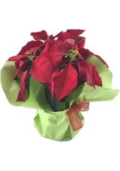 Atatürk Çiçeği Ponsetya Poinsettia Saksıda Lik Canlı Çiçek