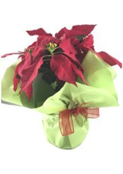 Atatürk Çiçeği Ponsetya Poinsettia Saksıda Lik Canlı Çiçek fiyatları