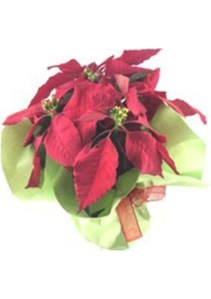 Atatürk Çiçeği Ponsetya Poinsettia Saksıda Lik Canlı Çiçek modelleri