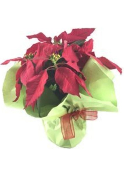 Atatürk Çiçeği Ponsetya Poinsettia Saksıda Lik Canlı Çiçek fırsatları