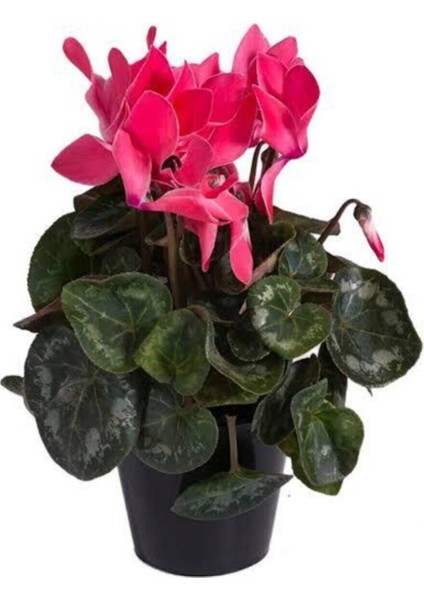 Sıklamen Saksı13 cm Çiçek Boyu Saksılı 40 cm (Cyleman) Hediyelik Çiçek