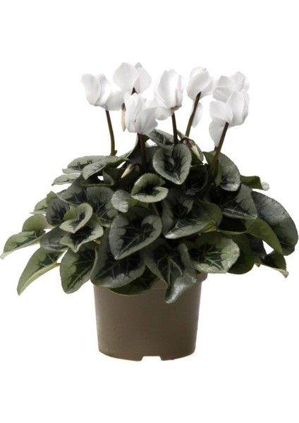 Beyaz Siklamen Çiçeği Tavşan Çiçeği Cyclamen