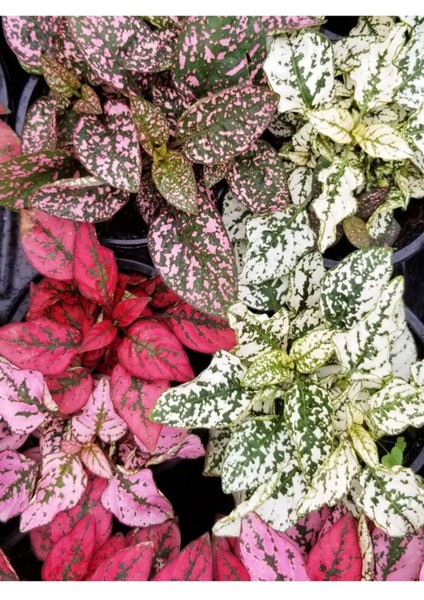 Hostes Çiçeği Beyaz Renk 1 Adet Saksılı 10-15CM (Hypoestes)