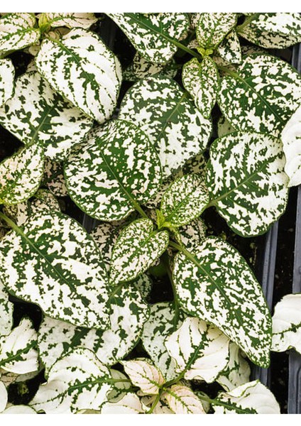 Hostes Çiçeği Beyaz Renk 1 Adet Saksılı 10-15CM (Hypoestes)