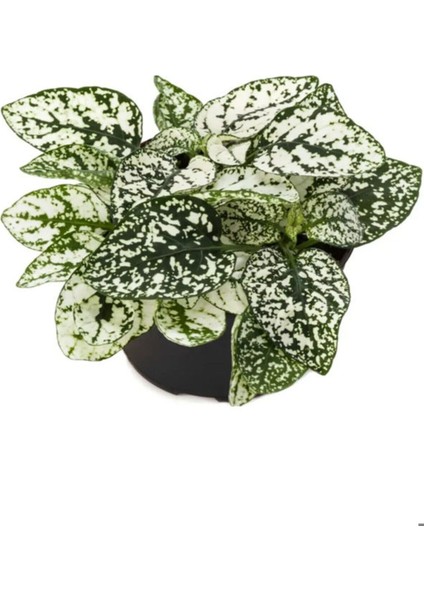 Hostes Çiçeği Beyaz Renk 1 Adet Saksılı 10-15CM (Hypoestes)