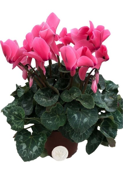 Cyclamen Sıklamen Çiçeği Pembe Ev Bitkisi Saksı Çiçekleri Hediyelik Çiçek