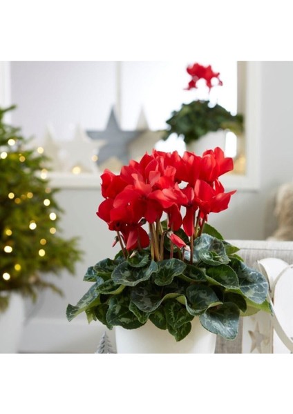 Siklamen Çiçeği Kırmızı Dekoratif Cyclamen fiyatları