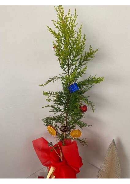 Yılbaşı Ağacı Limon Çamı Yılbaşına Özel Hediye Paketli 40-60CM(PORTAKAL+KOZALAK) fiyatları