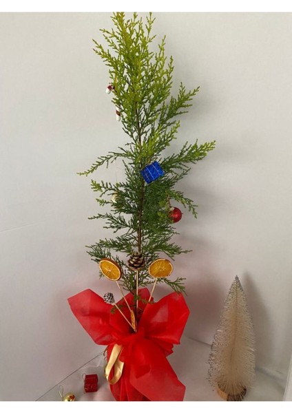 Yılbaşı Ağacı Limon Çamı Yılbaşına Özel Hediye Paketli 40-60CM(PORTAKAL+KOZALAK) modelleri