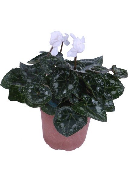 Cyclamen Persicum Saksı'da Beyaz Renk ( Iran Siklameni) Hediyelik Çiçek