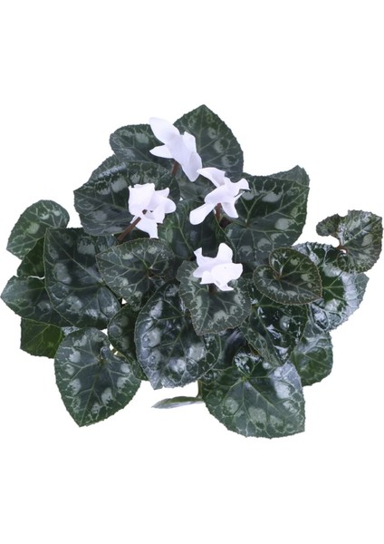 Cyclamen Persicum Saksı'da Beyaz Renk ( Iran Siklameni) Hediyelik Çiçek fiyatları