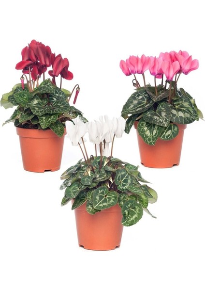 Sıklamen - Cyclamen Mini Boy 2 Adet fiyatları