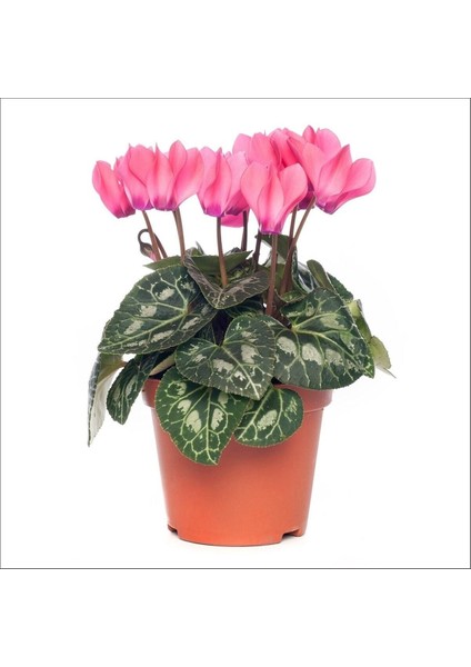 Sıklamen - Cyclamen Mini Boy 2 Adet modelleri