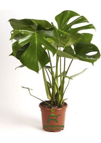 Deve Tabanı Hediyelik Salon Ofis Çiçeği 30-60CM Monstera Deliciosa