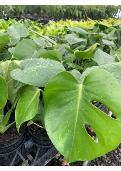 Deve Tabanı Hediyelik Salon Ofis Çiçeği 30-60CM Monstera Deliciosa modelleri