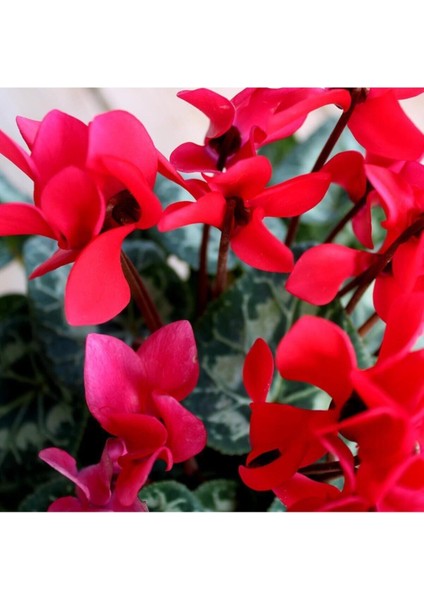 Saksılı Midi Boy Koyu Kırmızı Siklamen Çiçeği 20 cm Hediyelik Çiçek fiyatları