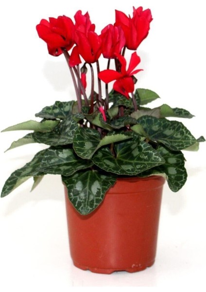 Saksılı Midi Boy Koyu Kırmızı Siklamen Çiçeği 20 cm Hediyelik Çiçek fırsatları