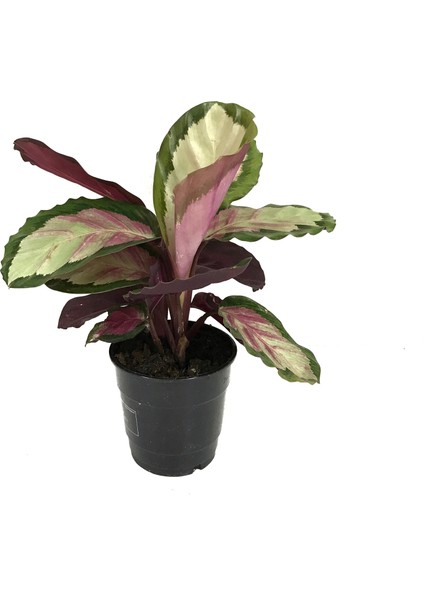 - Calathea Roseopicta 'Rosy' (Dua Çiçeği)