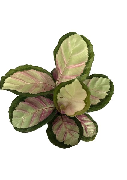 - Calathea Roseopicta 'Rosy' (Dua Çiçeği)