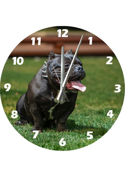 Pitbul 30 x 30 cm Akrilik Dekoratif Modern Duvar Saati fiyatları