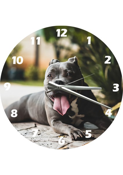 Pitbul 30 x 30 cm Akrilik Dekoratif Modern Duvar Saati fiyatları