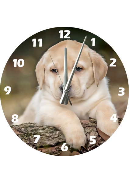 Tatlı Yavru Labrador 30 x 30 cm Akrilik Dekoratif Modern Duvar Saati