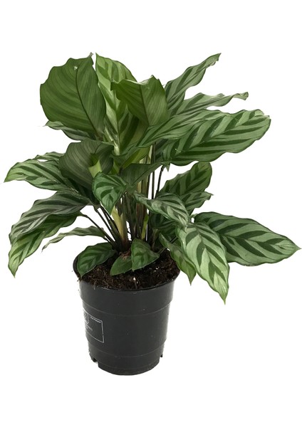 - Calathea Concinna 'Freddie' (Dua Çiçeği)