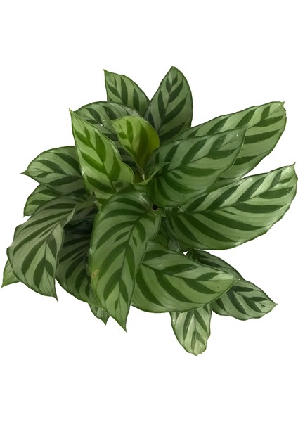 - Calathea Concinna 'Freddie' (Dua Çiçeği)