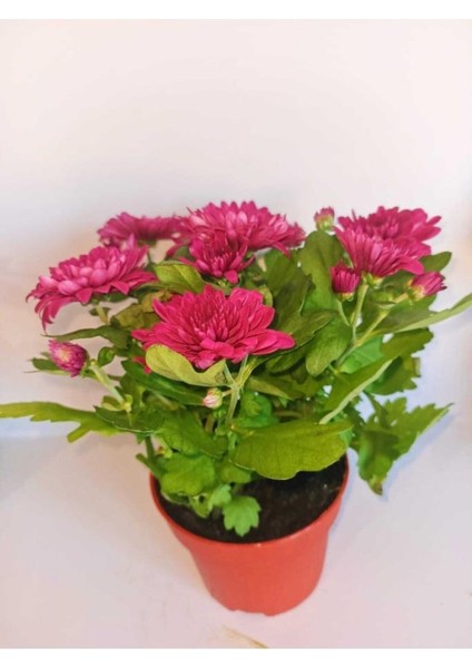 Tatlı Pembe Kasımpatı Krizantem Chrysanthemum