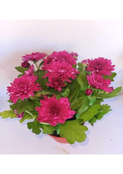 Tatlı Pembe Kasımpatı Krizantem Chrysanthemum