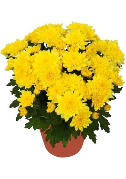 Canlı Buğday Sarı Kasımpatı Çiçeği Krizantem Chrysanthemum 10-20 cm