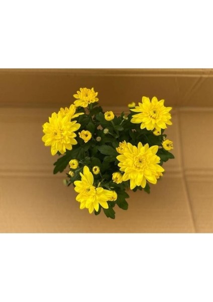 Canlı Buğday Sarı Kasımpatı Çiçeği Krizantem Chrysanthemum 10-20 cm