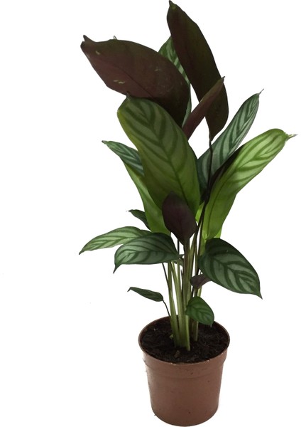 - Calathea Majestica 'Exotica' (Dua Çiçeği)