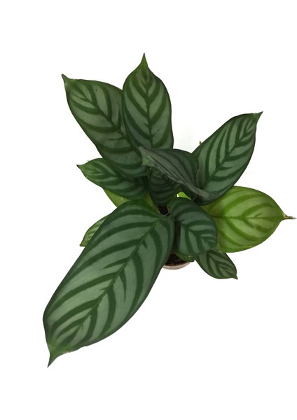 - Calathea Majestica 'Exotica' (Dua Çiçeği) fiyatları