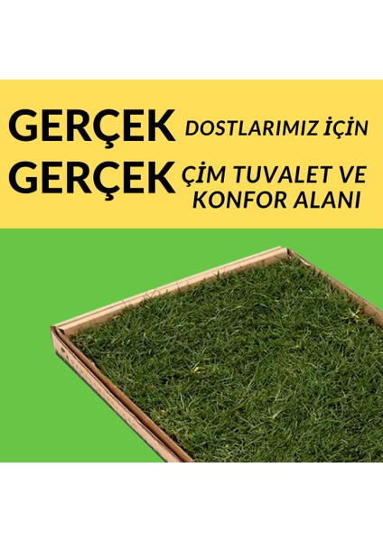 Gerçek Çim Tuvalet Kediler Için