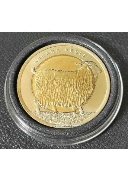 Bimetal Ankara Keçisi Çil Hatıra Para 2015 Yılı Kapsül Içinde Görseldeki Ürü