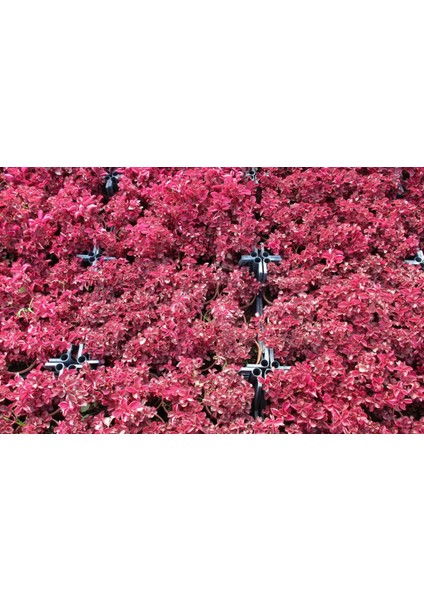 Çingene Şalvarı 3 Adet - Pembe Süs Bitkisi - Iresine Herbstii