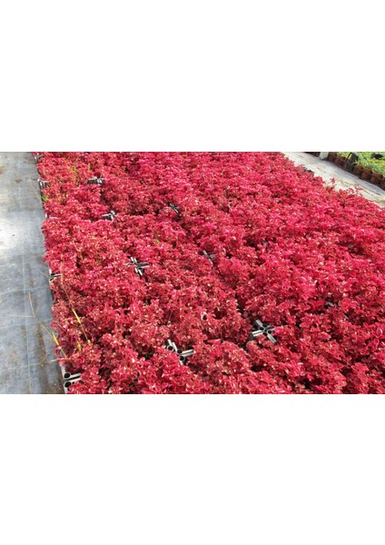 Çingene Şalvarı 3 Adet - Pembe Süs Bitkisi - Iresine Herbstii