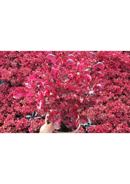Çingene Şalvarı 3 Adet - Pembe Süs Bitkisi - Iresine Herbstii