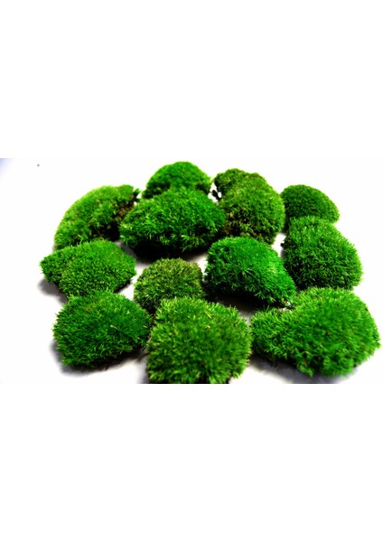 Kaya Yosunu Moss 2000 Cm² - Teraryum Zemini Canlı Yosun modelleri